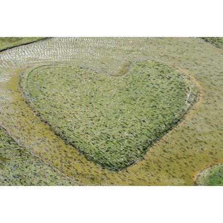 Hjerteformet Ø ved Avnø